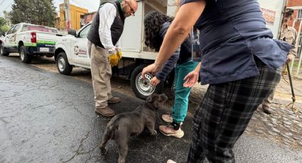 Vivían un infierno: así rescataron a 11 perros en una casa de Cuautitlán Izcalli