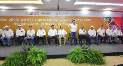Activa Sader Plan Piloto contra Gusano Barrenador del Ganado en Yucatán