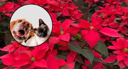 ¿La flor de nochebuena es tóxica para nuestras mascotas? UNAM responde