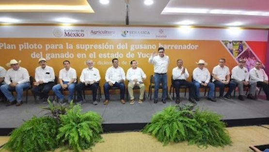 Activa Sader Plan Piloto contra Gusano Barrenador del Ganado en Yucatán