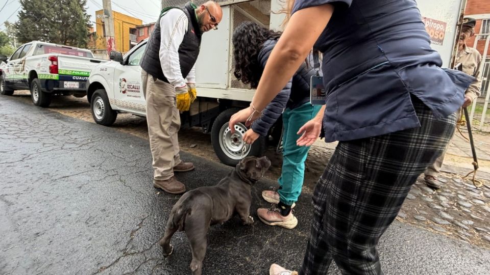 Autoridades rescataron a 11 perros en una casa de Cuautitlán Izcalli