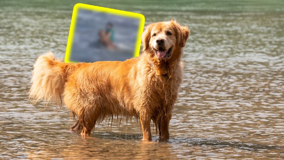 El rescate de un perro en Mar del Plata, Argentina, nos recuerda que la prevención y responsabilidad sigue siendo la mejor herramienta para proteger a nuestras mascotas.
