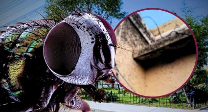 Invasión de moscas irrumpe en zonas habitacionales de Tizayuca