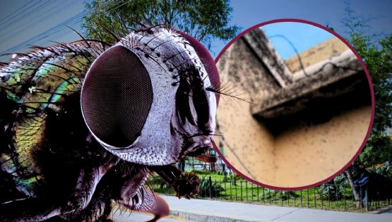 Invasión de moscas irrumpe en zonas habitacionales de Tizayuca