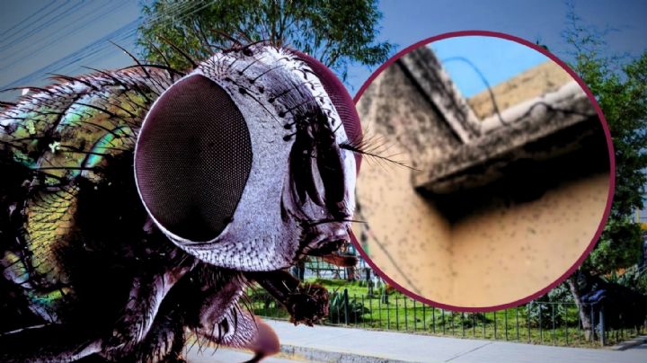 Invasión de moscas irrumpe en zonas habitacionales de Tizayuca