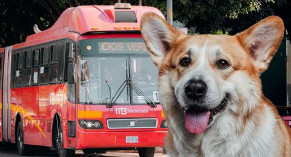 Transporte de perros en CDMX: esto debes tener en cuenta antes de subirlo al Metrobús