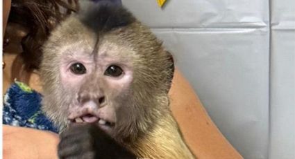 Aparece mono capuchino que escapó en la colonia Lomas Modelo en Monterrey