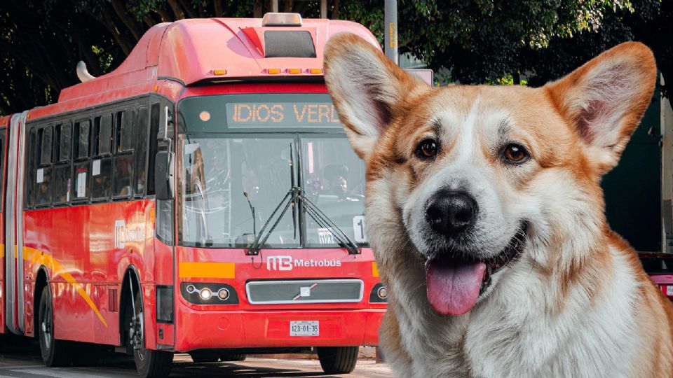 El Metrobús de la CDMX busca mantener la higiene dentro de las unidades, evitar incidentes y asegurar que el servicio opere con normalidad.