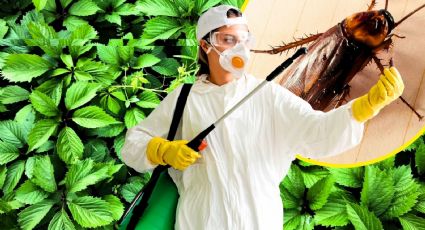 ¿Cucarachas en casa? La ruda se convierte en aliada natural contra la plaga