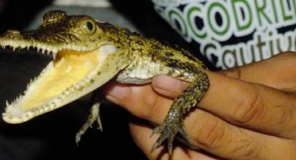 Ni juguetes ni adornos: Rayos X revelan caimanes vivos en el Aeropuerto de Querétaro