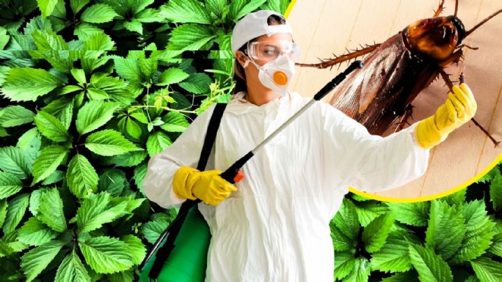 ¿Cucarachas en casa? La ruda se convierte en aliada natural contra la plaga