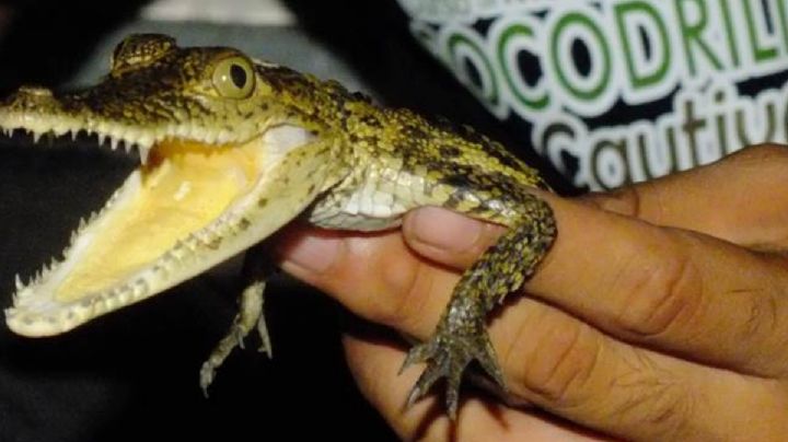 Ni juguetes ni adornos: Rayos X revelan caimanes vivos en el Aeropuerto de Querétaro
