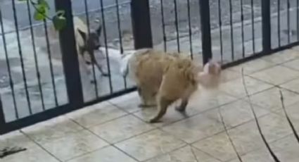 VIDEO | Le roba el suéter a peludito de casa y perro callejero se vuelve viral