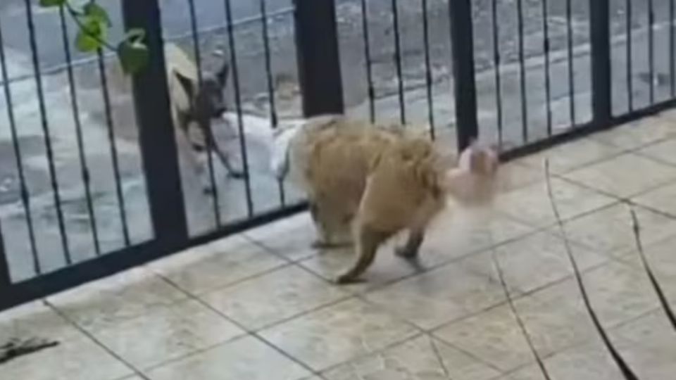 Increible, pero cierto: Esto perrito callejero se hizo pasar por amigo de uno de casa, para robarle el suéter que traía.