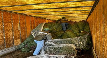 Concluyen revisiones a árboles de navidad