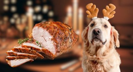 Menú navideño para mascotas: ¿Qué pueden comer perros y gatos en estas fiestas?