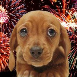 Fiestas decembrinas; así puedes reducir el estrés por pirotecnia en las mascotas