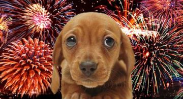 Fiestas decembrinas; así puedes reducir el estrés por pirotecnia en las mascotas