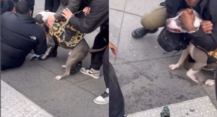 VIDEO | Perro ataca a niño en Nueva York y hombres lo someten para salvarlo
