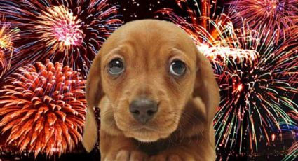 Fiestas decembrinas; así puedes reducir el estrés por pirotecnia en las mascotas