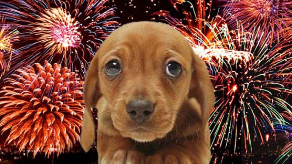 UNAM explica cómo puedes reducir el estrés por pirotecnia en las mascotas