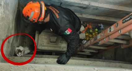 Rescata Protección Civil Guadalupe a gatito atrapado en una tumba del Panteón Las Escobas