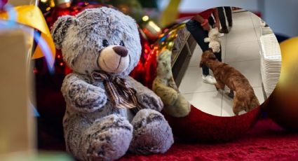 VIDEO | Perro callejero entra a local, toma peluche y clientes se lo pagan como regalo de Navidad