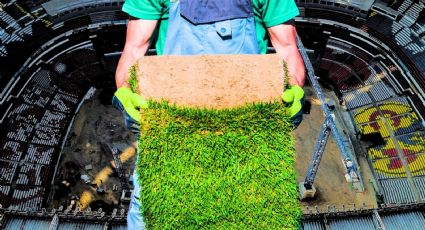 Royalverd: esta es la empresa que instalará el césped en la cancha del Estadio Banorte