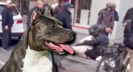 VIDEO | Otro ataque de pitbull: Perro se lanza sobre bebé y muerde su pierna