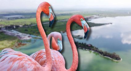 Flamencos rosados sorprenden en el Lago de Texcoco durante la temporada invernal