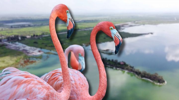 Flamencos rosados sorprenden en el Lago de Texcoco durante la temporada invernal