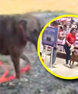 Del pasillo de una tienda a un hogar: el perrito de Miniso que conmovió a Mérida