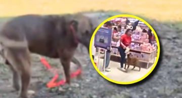 Del pasillo de una tienda a un hogar: el perrito de Miniso que conmovió a Mérida