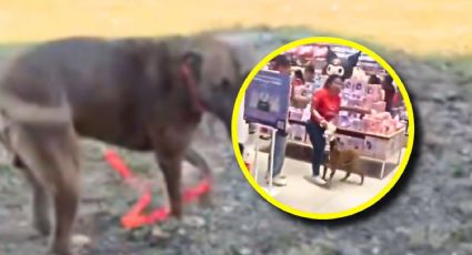 Del pasillo de una tienda a un hogar: el perrito de Miniso que conmovió a Mérida