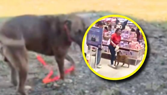 Del pasillo de una tienda a un hogar: el perrito de Miniso que conmovió a Mérida