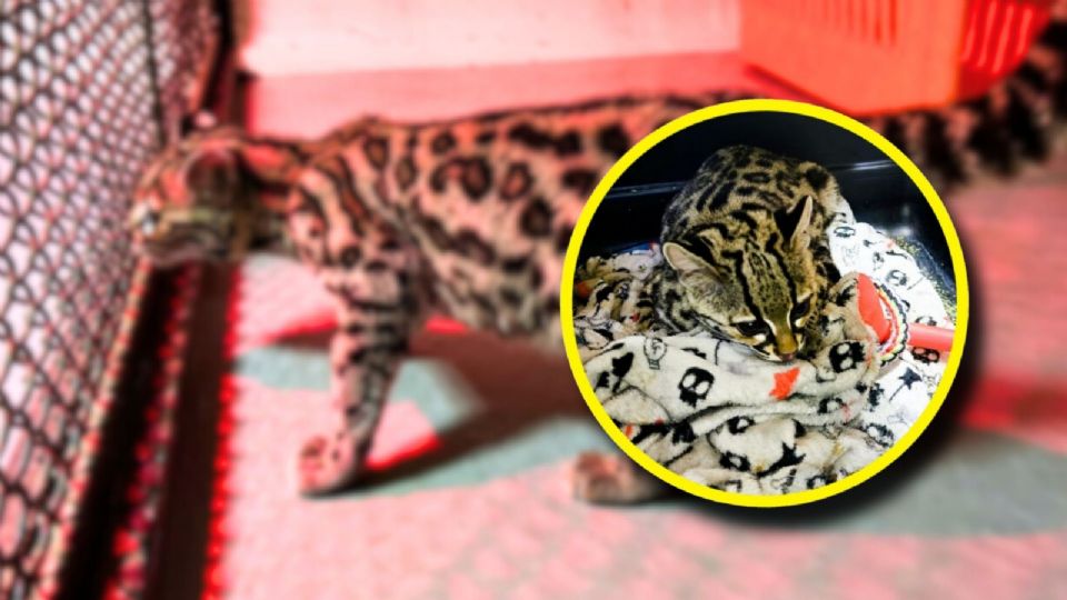 La Profepa precisó que el tigrillo, cuyo nombre científico es Leopardus wiedii, se encuentra catalogado como especie en peligro de extinción.