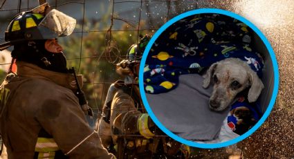 Actualizan estado de salud de Chicharrón; perrito que iniciará fisioterapia tras una lesión cervical