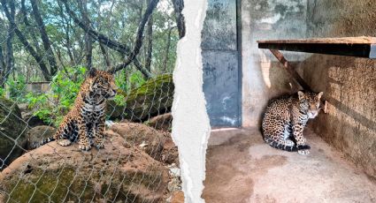 Profepa asegura jaguar en Jilotepec durante operativo federal