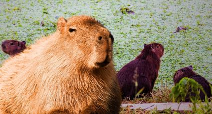 ¿Qué le pasó al capibara de Tamaulipas? Causas de su muerte durante la adaptación
