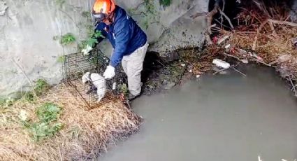 Rescatan a perrito atrapado en canalón de Guadalupe