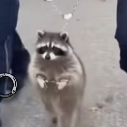 Mapache entra a licorería, bebe whisky y lo hallan ebrio en el baño