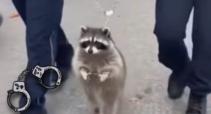 Mapache entra a licorería, bebe whisky y lo hallan ebrio en el baño