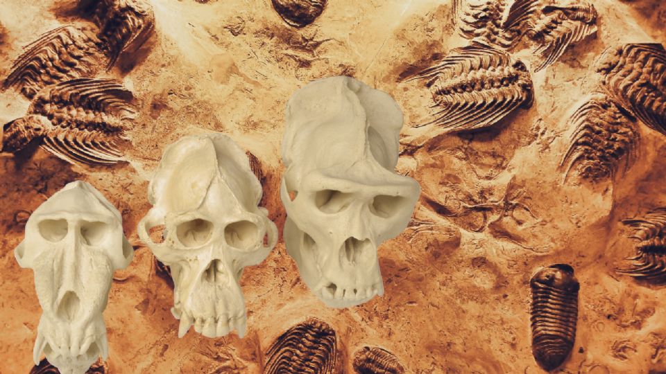 La vida compleja apareció mucho antes de lo pensado —y sin oxígeno—, revela un estudio que cambia la historia evolutiva.