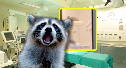 VIDEO | Captan a tres mapaches en un quirófano de hospital en Acapulco