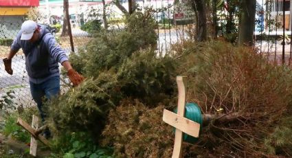 ¿Dónde llevar tu árbol de Navidad? Guadalupe abre centros de acopio