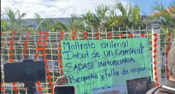 Exigen presentación de perrita víctima de crueldad animal por Sadasi