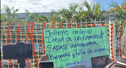 Exigen presentación de perrita víctima de crueldad animal por Sadasi