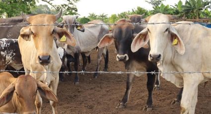 Gusano barrenador: Detectan autoridades primer caso en Tamaulipas