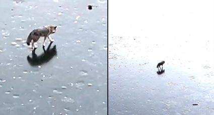 VIDEO | Coyote cruza estanque congelado en Central Park de Nueva York