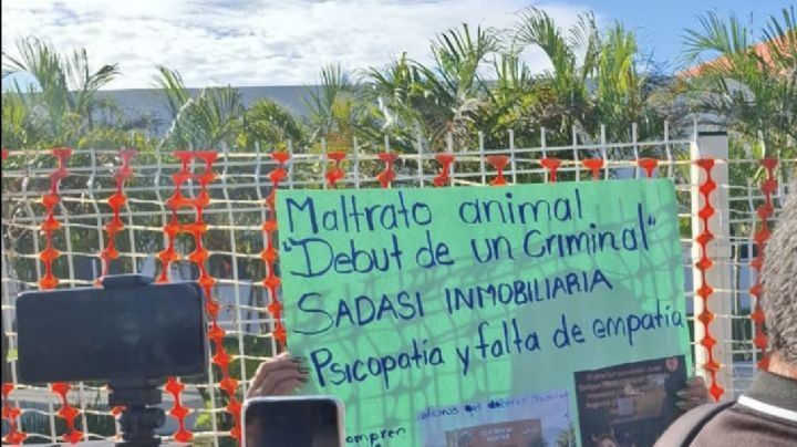 Exigen presentación de perrita víctima de crueldad animal por Sadasi